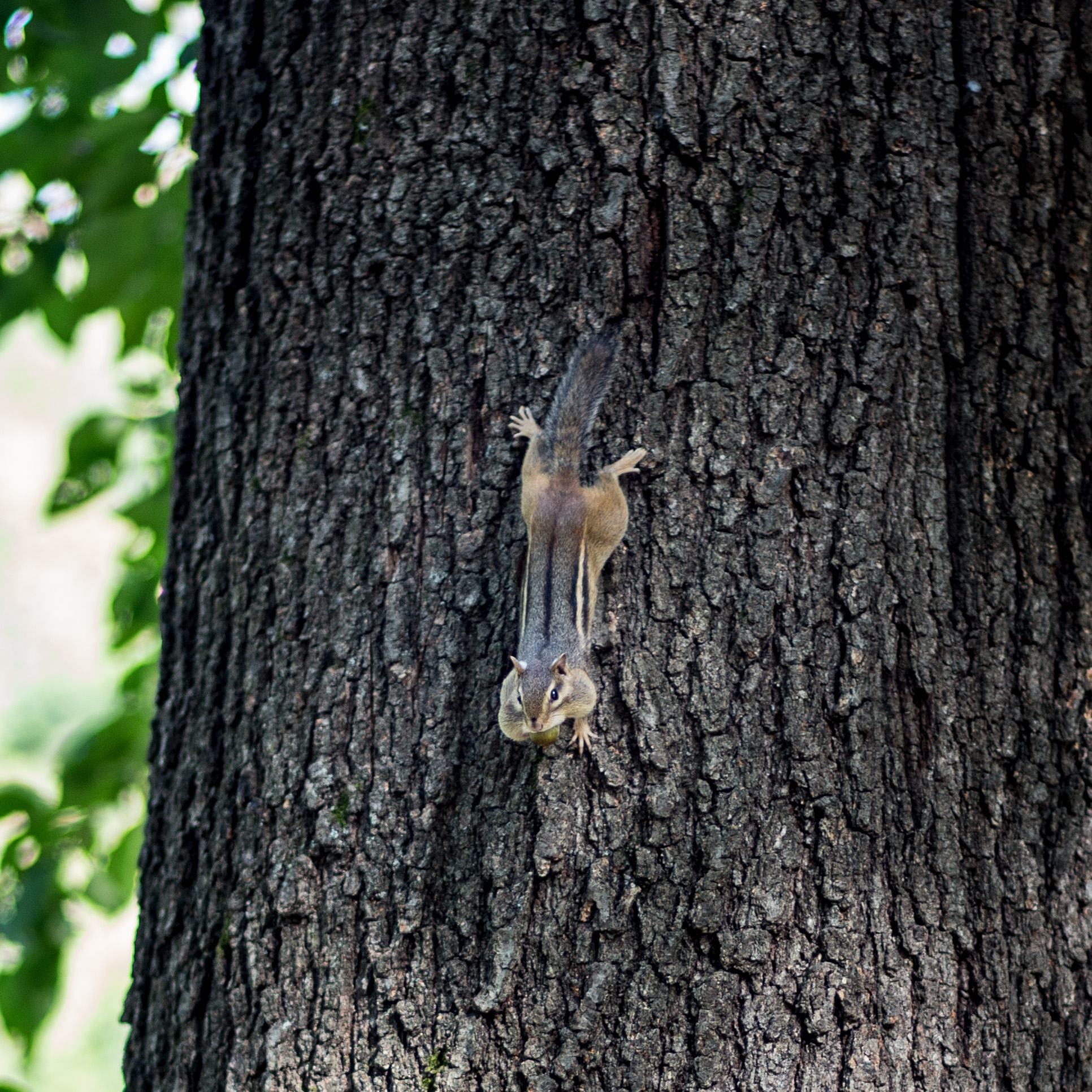 Early Autumn at Governor Dodge State Park