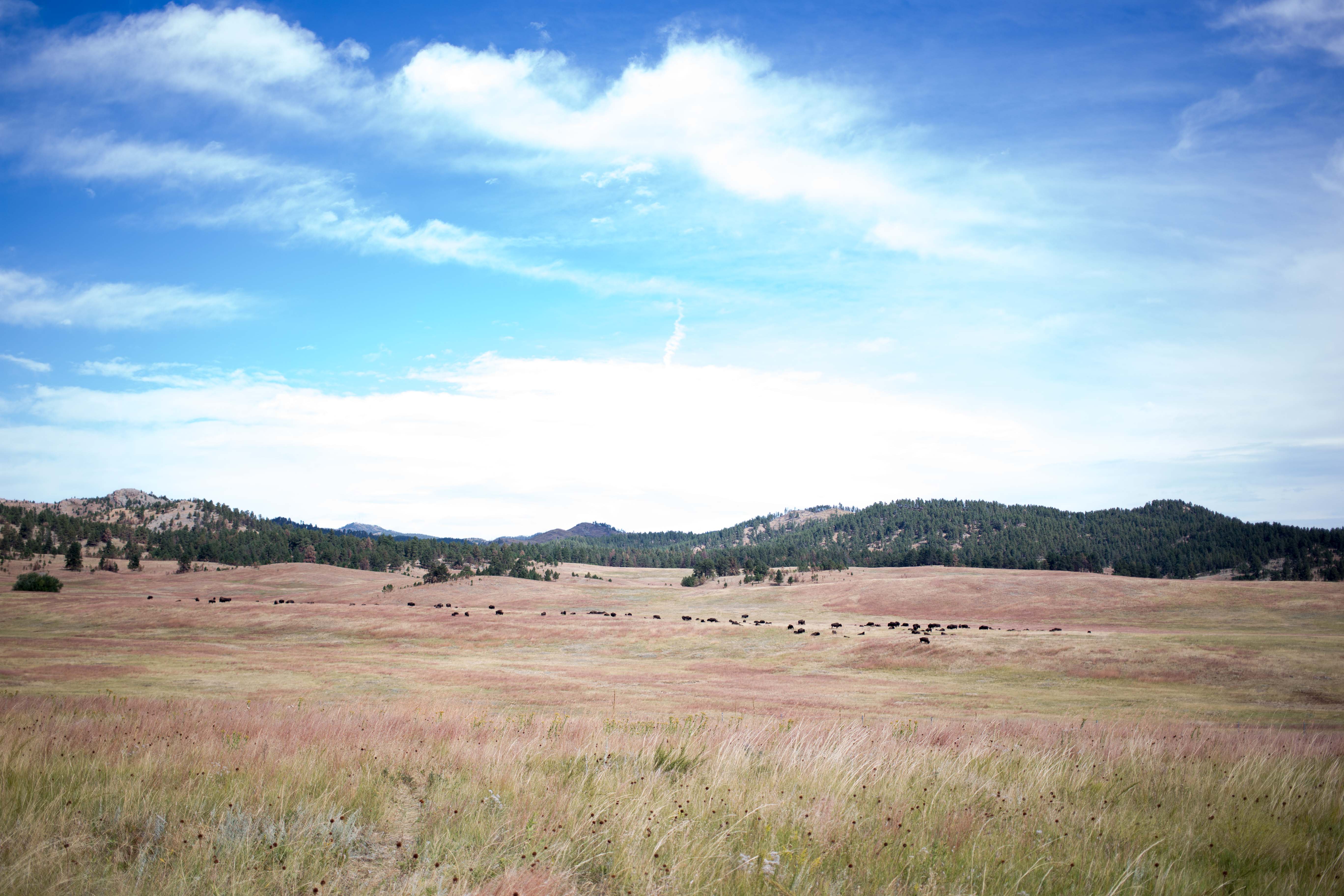 Wyoming & The Black Hills 2015 | Inkwells & Images